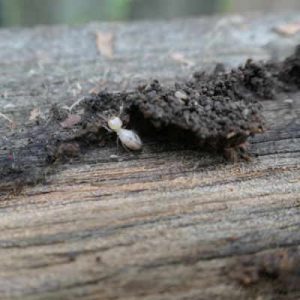 termite inspections background